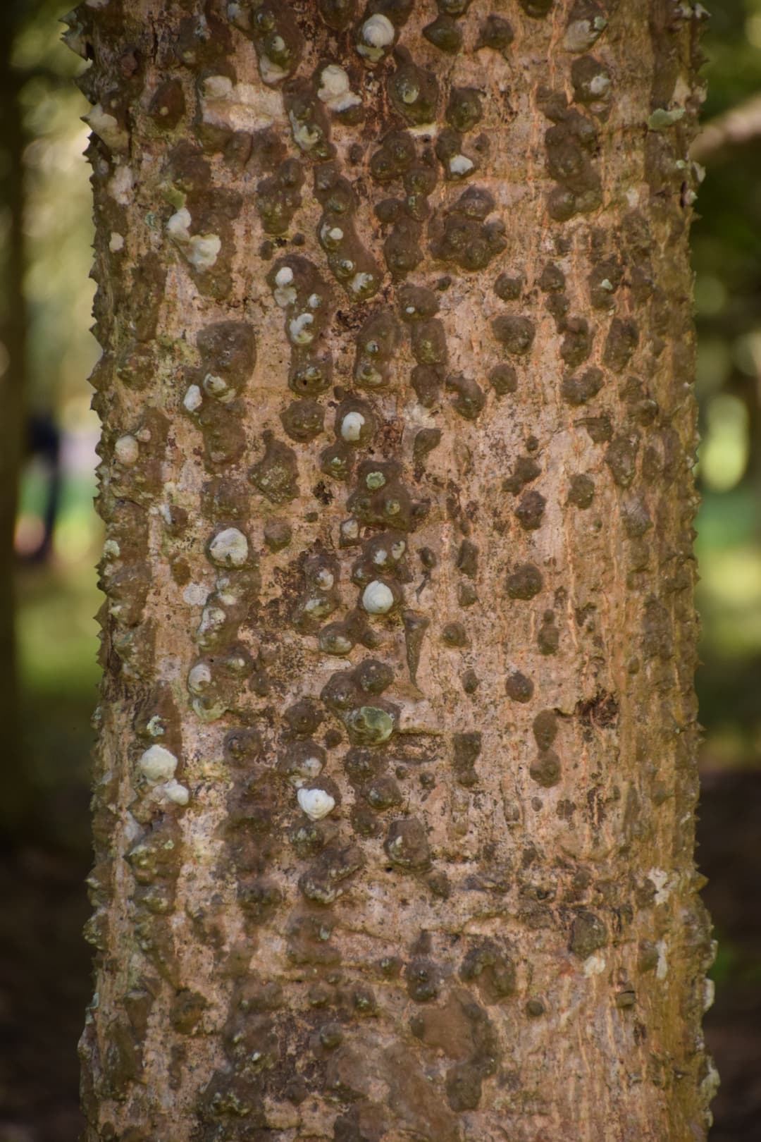 শিমুল গাছের শিকড় — Shimul tree root